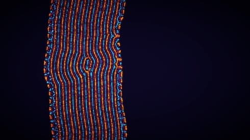 参数生命:实验室 screenshot 6